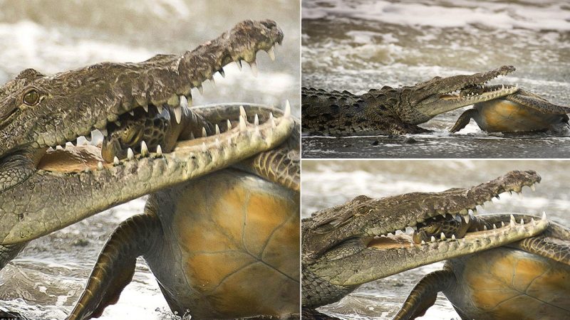 Jaw-dropping: The Gut-Wrenching Moment a Crocodile Snatches a Turtle by the Head