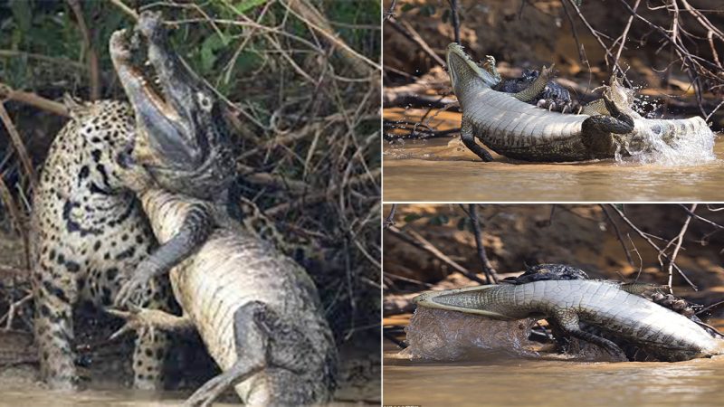 See ya later, alligator! Caiman manages to win fight for life with jaguar after it is pounced on in Brazilian river