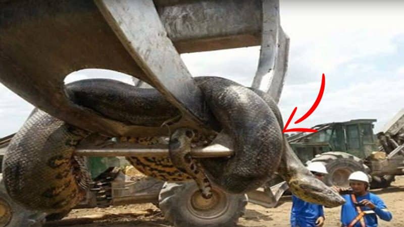 Is This the Biggest Snake Ever? Construction Workers Discover 10m Anaconda on a Brazilian Building Site