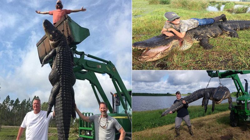 Astounding discovery of a 4-meter-long giant alligator in Florida