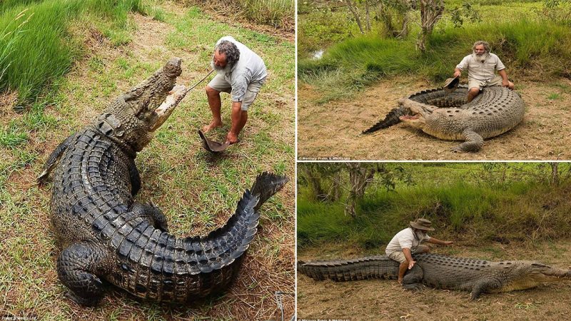 Man Controlling dапɡeгoᴜѕ Saltwater Crocodile. The so-called Swamp Assassin