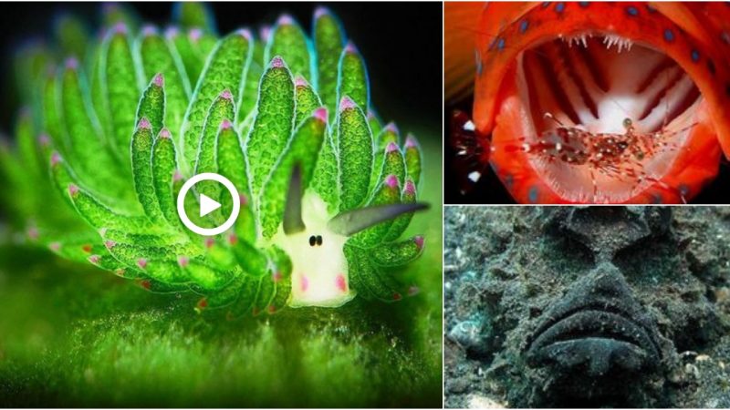 The Fascinating World of Marine Animal Camouflage: Mastering the Art of Concealment