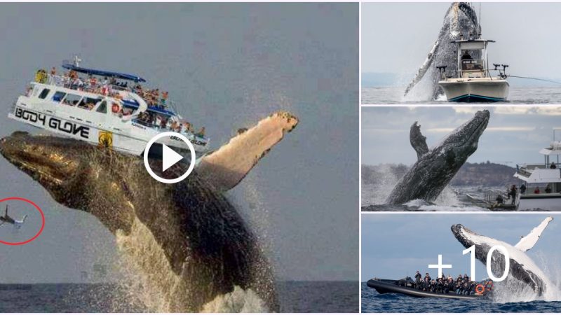 Terrifying sight of humpback whales and ship emerging from the water