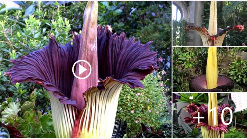 The world’s largest flower is the Amorphophallus Titanum.