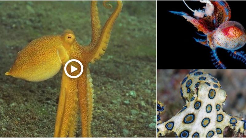 The eye-catching patterns on the octopus’ body make people flutter