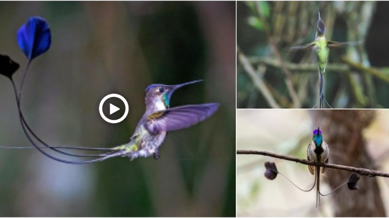 A bird whose marvelous color combination and intricate flying display makes him look like an iridescent, long tailed, fluffy flying ping pong ball!