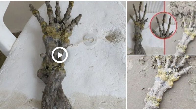 The Enigmatic Discovery: Couple Finds Skeletal ‘Alien’ Hand on Beach, Resembling ET’s Bones