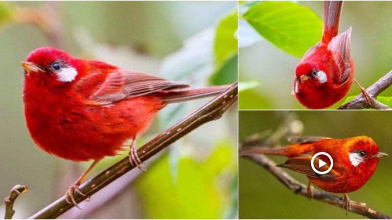 A tiny bright-red bird that is unmistakable not only because of its color but also because of its hyperactive state!