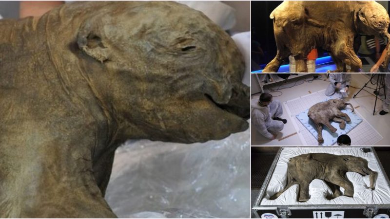 Baby Lyuba, the World’s Most Complete and Best-Preserved Woolly Mammoth