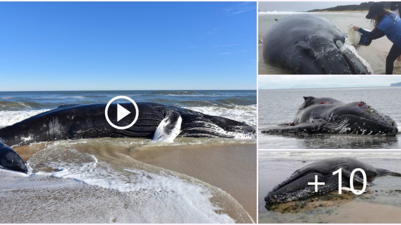 Stranded Humpback Whale: A Tragic Encounter with Land