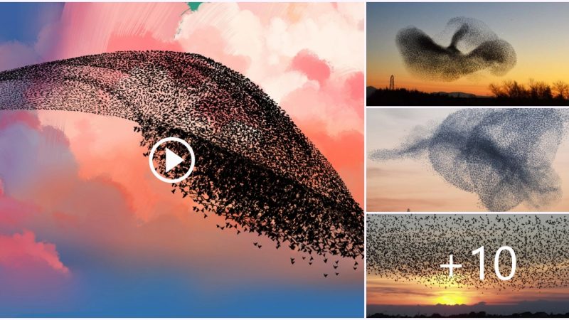 Starlings moving together create the most unique natural phenomenon in Denmark.