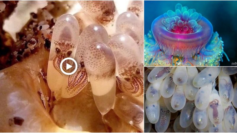 Baby octopuses still in their eggs.