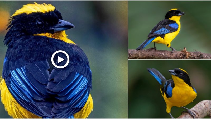 Blue-winged Mountain-Tanager