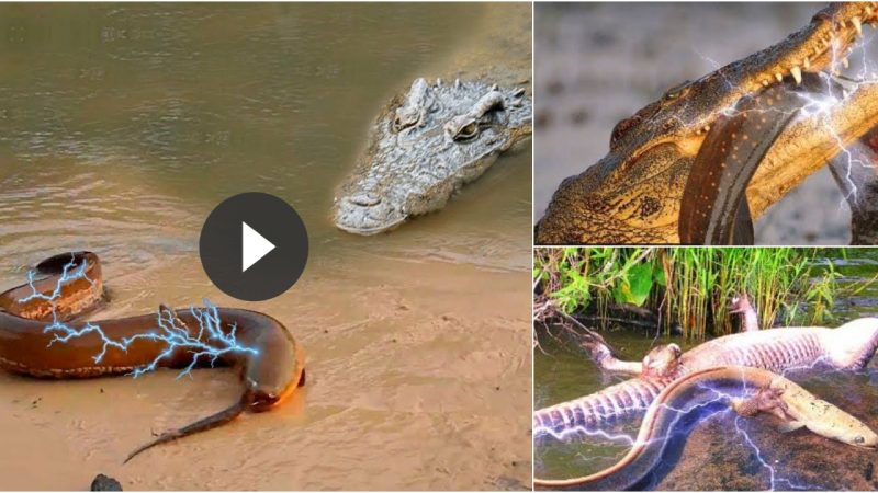 An Electric Eel Uses a High-Voltage Jot to Kill Off an Alligator (Video)