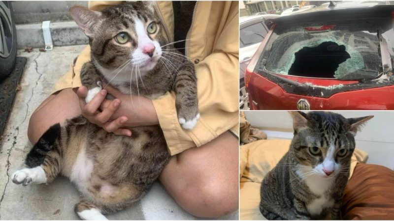 The 8.5kg cat fell from a high floor and broke the car window.