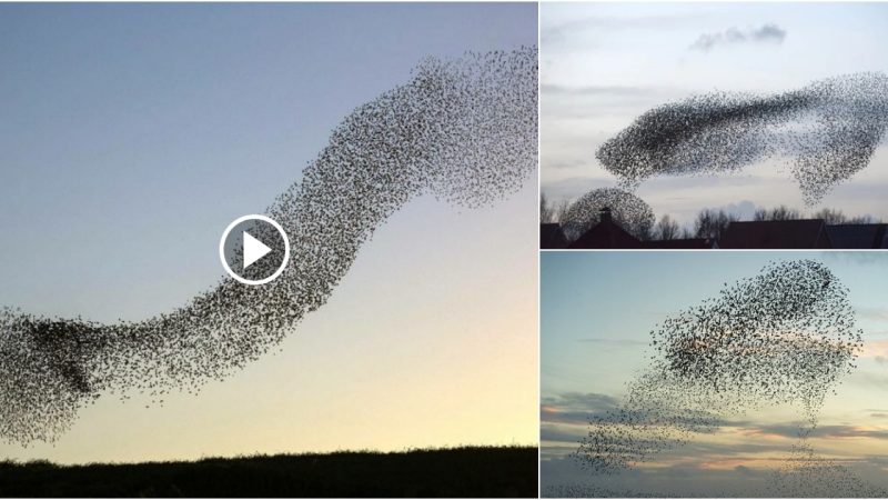 The movement of starlings creates the most unique natural spectacle in Denmark.