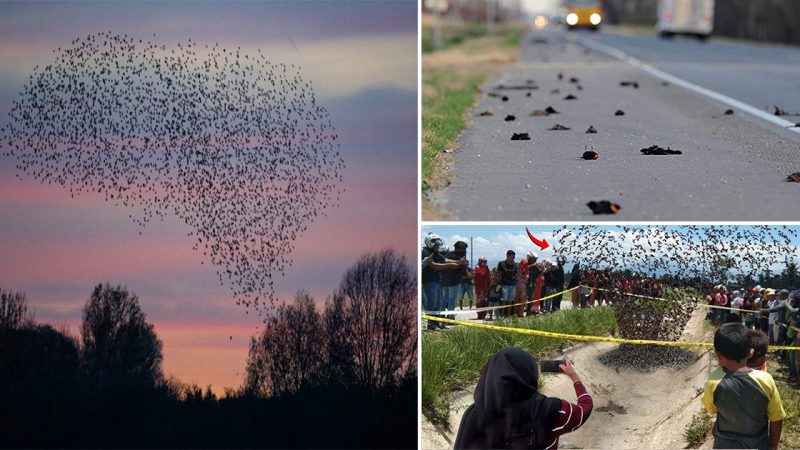 Thousands of enigmatic birds suddenly dгoррed to the ground! What may this mean? (Video)