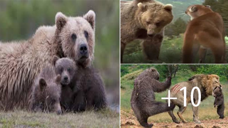 Fearless mother bear protects her cubs from lion attack in heart-stopping video