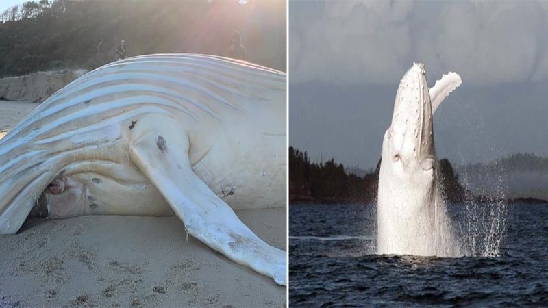 White humpback that washed up on an Australian beach is NOT Migaloo after famous albino whale was feared dead