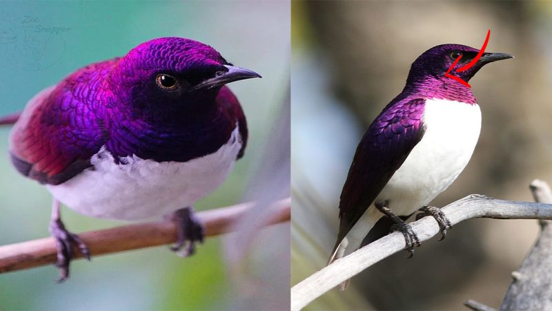 Explore the enchanting splendor of the Violet-Backed Starling