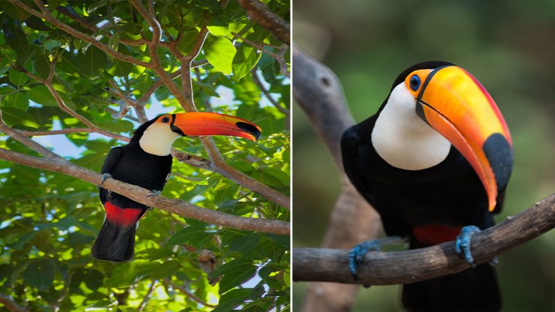 Behold the Toco Toucan’s Grandeur in the Brazilian Pantanal!