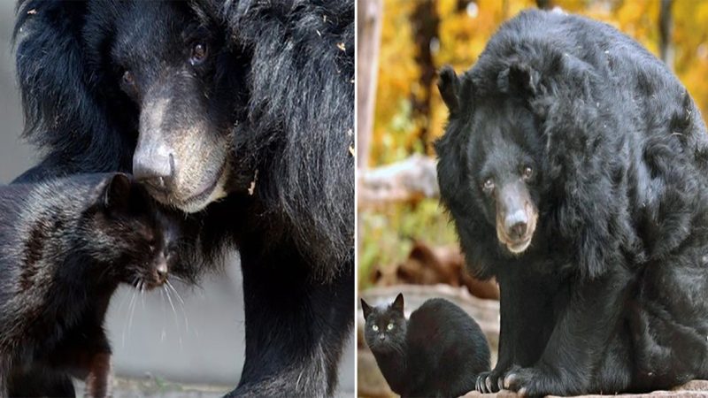 Crowd Stands In Awe As A Bear Encounters A House Cat In Its Enclosure