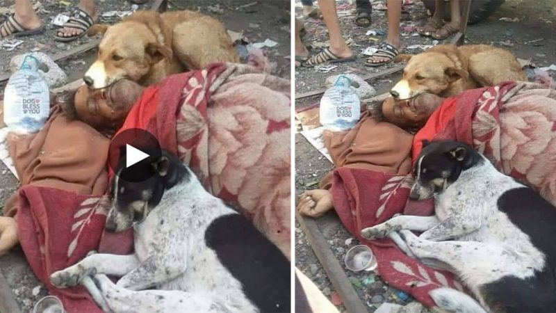 The touching story of two loyal dogs who were there to protect a homeless man when he unfortunately passed away touched everyone