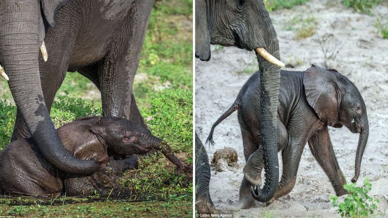 The amazing adventure of a baby elephant: Rescued by his mother from the Botswana waterhole