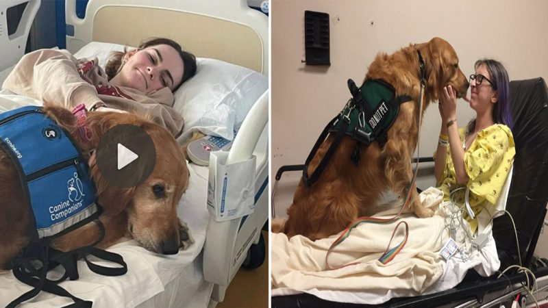 An invisible emotional relationship: the loyal dog is still by his side, devoted to taking care of the girl until she recovers, the medical team is amazed.