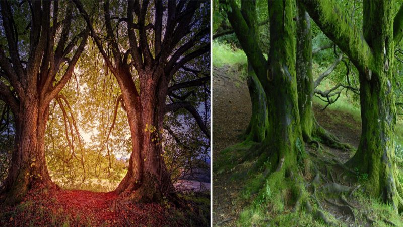 Ancient hedgerows in Dartmoor