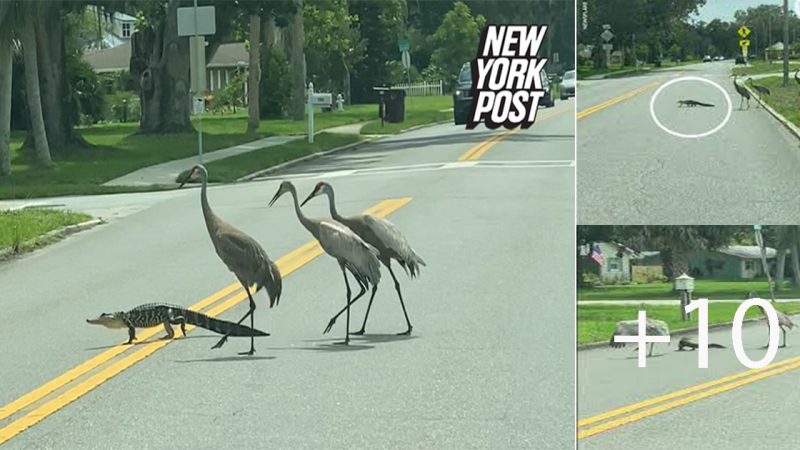 Touching Moment: Alligator Assisted by Crane Family to Cross the Road