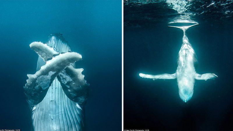 Having a whale of a time! mesmerising moment majestic humpbacks show off their acrobatic dance moves – captured by a freediving photographer off the coast of Tonga