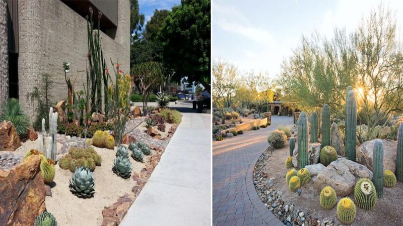 Exploring the Beauty of Cactus Gardens: Nature’s Prickly Paradise