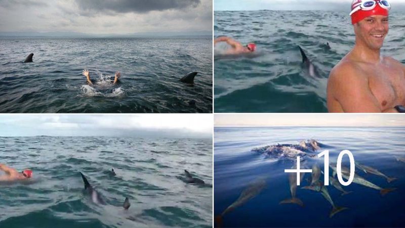 Brave dolphins saving British swimmer prevents a deadly shark attack by surrounding him and frightening away the predator.