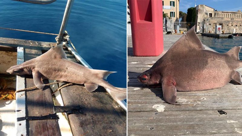 Bizarre creature with body of shark and ‘pig’s face’ discovered by baffled sailors