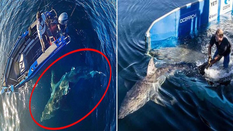 Terrifying Moment as Huge Great White Shark Circles Fisherman’s Tiny Boat