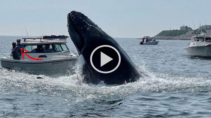 Video: Incredible Moment Humpback Whale Collides with Fishing Boat