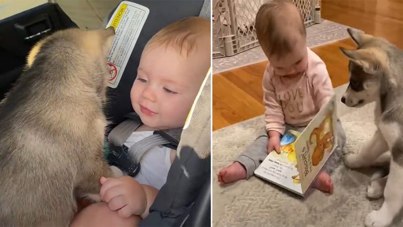 A Hilarious Surprise: Mom Puts Smart Husky in Charge of Baby, Ending Leaves Everyone in Stitches