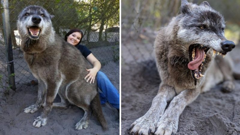 Being put in the SECURITY Camp by the owner because he couldn’t raise it, the mixed-wolf dog was lucky to be saved by a rescuer