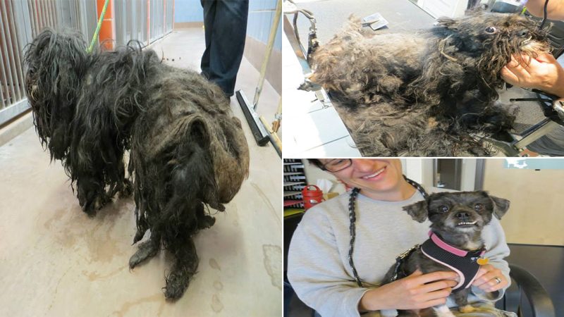 The Strange Story of a Mysterious Dog with Long Hair on the Street, Many People Feel Curious but Reluctant to Approach Due to Its “Ghostly” Appearance