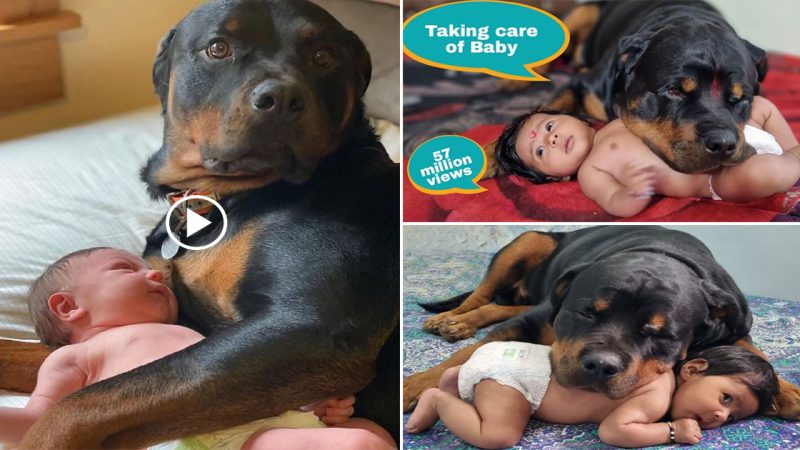 Feeling warm: Frozen dog’s emotional response to holding a newborn baby in his lap for warmth