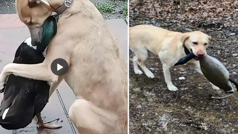 Deep empathy: The dog put its arms around a lost duck, protected it and reunited it with family that touched millions of hearts