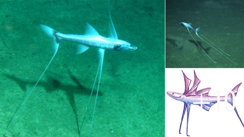 Tripod Spider Fish: The Master of Stillness in the Deep Sea