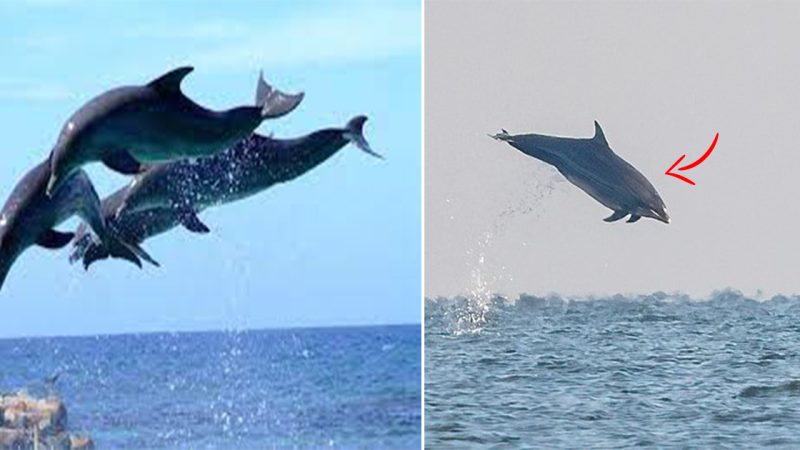 Flying Dolphins: Captivating Leaps of Joy off the Coast of Yorkshire