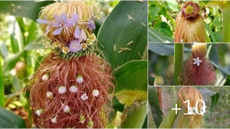 Unleashing Hair Mastery: Creating Stunning Hairstyles Using Corn Husks