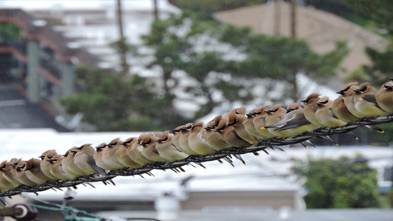 Captivated by the Charm: Exploring the Enchanting Cedar Waxwings of Oakland