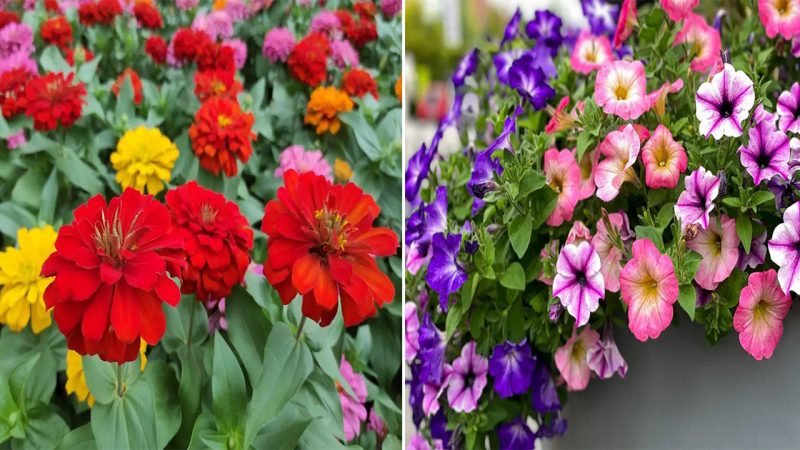 15 beautiful flowers to add color to your garden.