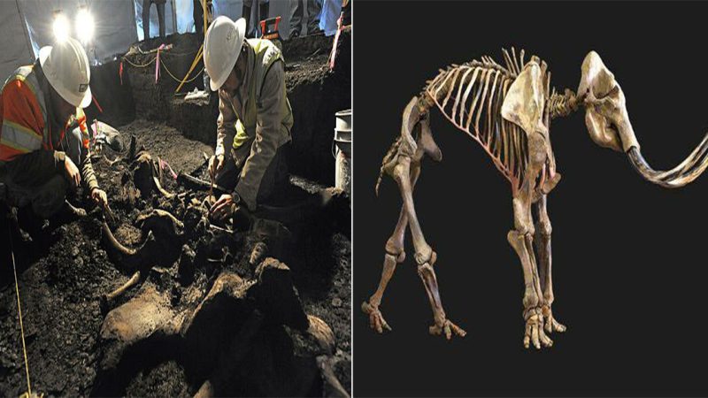 Well-Preserved Mammoth Skeleton Unearthed in North America’s Remarkable Archaeological Site