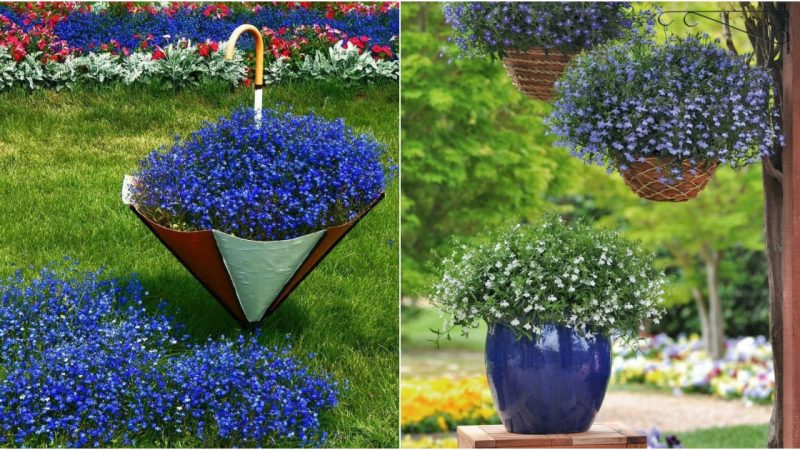 Lobelia: A wonderful flower for pots and gardens