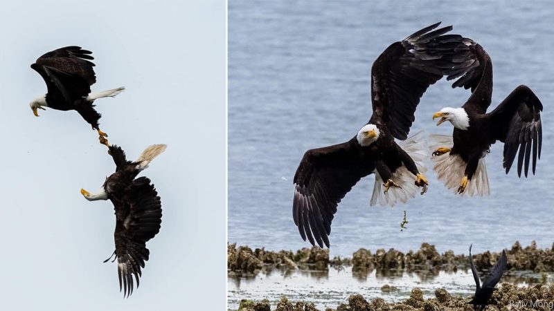 Photographer Captures Incredible Image of Two Eagles Locking Talons in Mid-Air